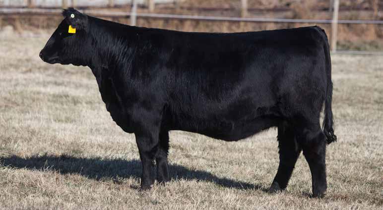 Bred early to Ellingson Homegrown 6035, a Genex sire we liked for his well made structure, calving ease, cow family strength, and hoof quality.