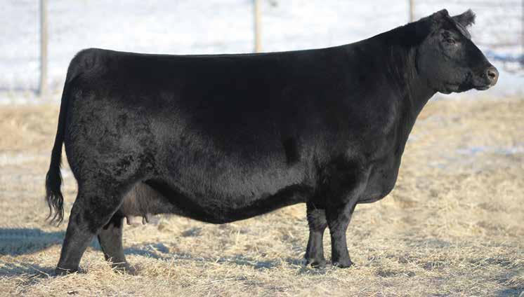 20 4 2 A) 5 conventional embryos by SAV Cutting Edge 4857 -Embryos stored at Bow Valley, Bassano, AB- Soo Line Lady 8058 has had a banner winner and high seller almost every year of her life.