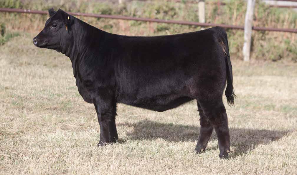 doing our part to give back to the juniors Brooking Black Angel 8179 2035342 :: JSTN 179F :: Mar 11, 2018 :: bw-73 Donation Heifer BARSTOW CASH BSF HOT LOTTO 1401 BSF PRINCESS EL CAP W2 S A V NET
