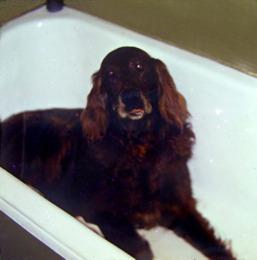 38 Cain. Cain in the bath on cracker night Another city, a new life, a new dog. He was called Cain. A dashing splendidlyhandsome dog his new owners were very proud of him.