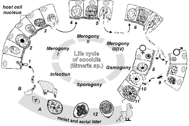 Generalized Coccidian Life Cycle A useful introduction to the life cycle of Eimeria coccidia is available online at http://www.saxonet.de/coccidia/cycle.