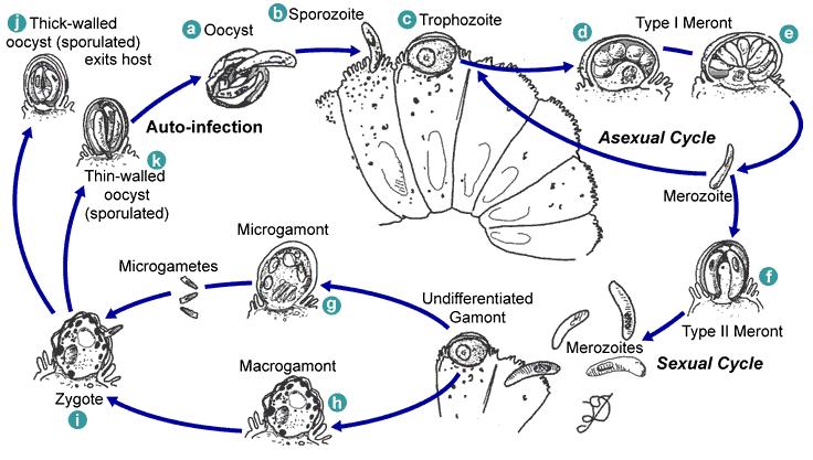 - direct (one host or monoxenous) life cycle, therefore similar to coccidia - intracellular stages within parasitophorous vacuole located in the microvillous region of the hosts intestinal cells -