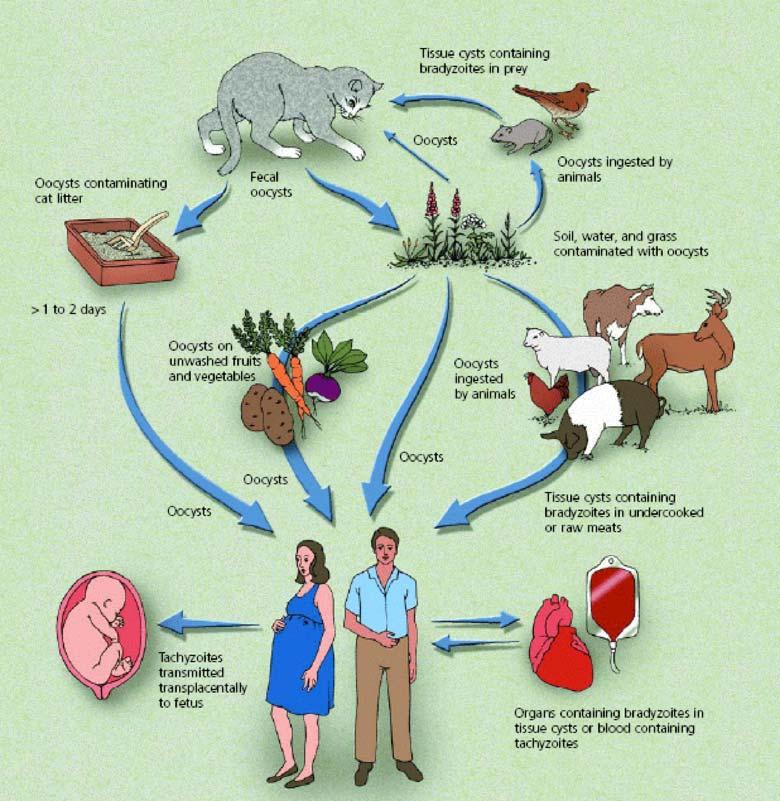 Toxoplasma gondii - Complete Life Cycle Jones et al. (2003) American Family Physician 67:2131-2138. Prevalence - varies based on location, behavioural & cultural practices.