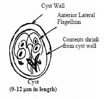 Cyst - infectious stage (immediately infectious to host) - environmentally resistant, ~2 months under ideal conditions (temperature/humidity) - oval shaped, 9-12 µm long by 7-9 µm wide - internal
