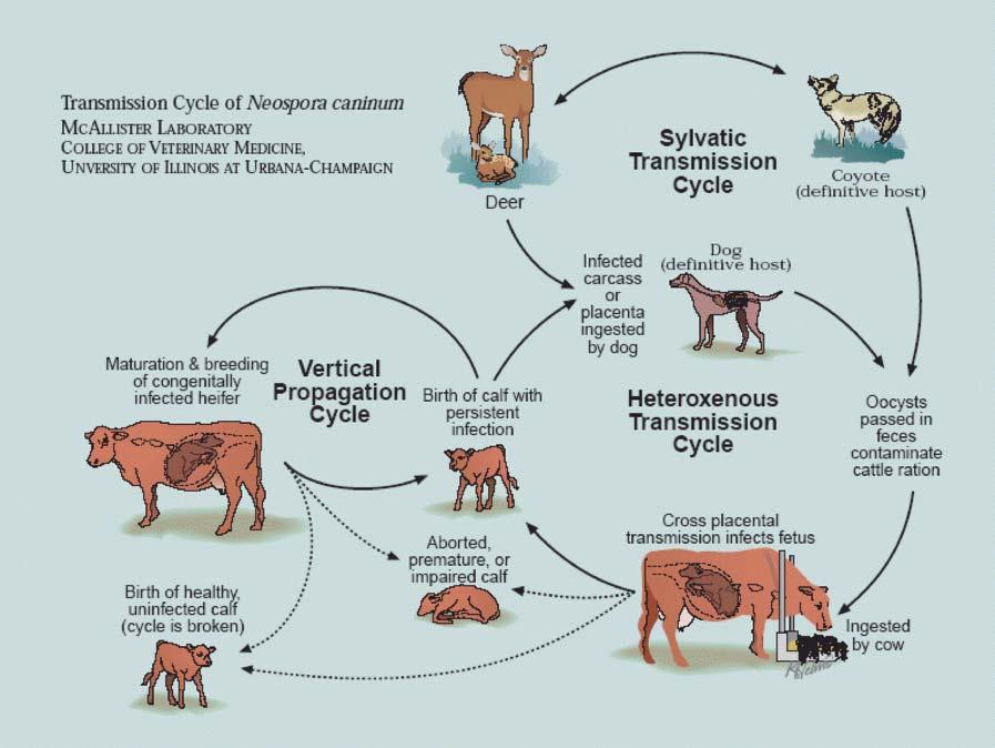 Neospora caninum life cycle http://www.cvm.uiuc.edu/faculty/attach/mmmcalli/neocycle.