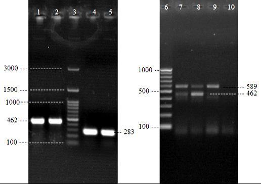 R. Khoshbakht et al. Veterinary Research Forum. 2016; 7 (3) 241-246 243 Table 1. Primers used in PCR reactions for identification of Campylobacter genus and species.