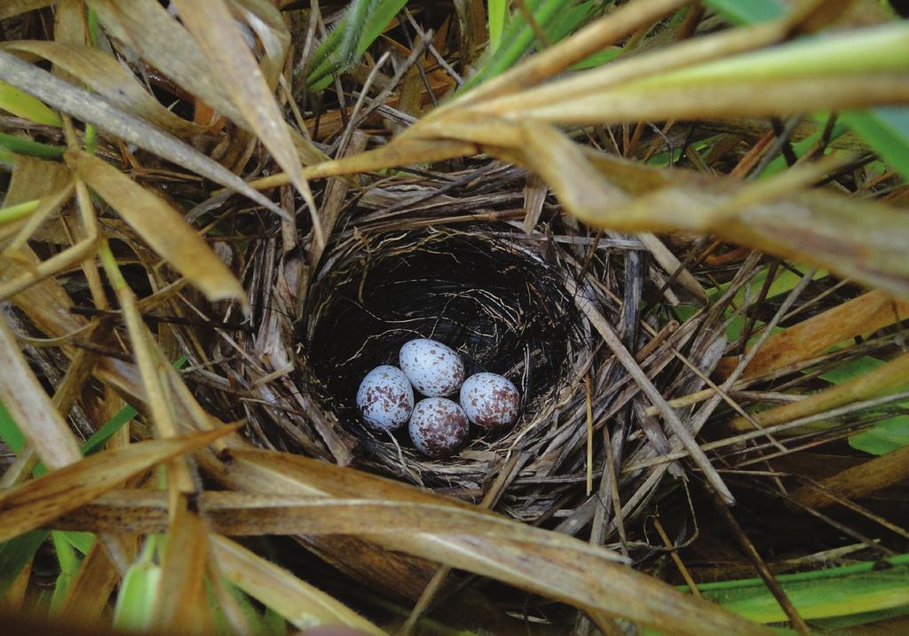 FREITAS & FRANCISCO FIG. 1. Nest and eggs of Grassland Yellow-Finch (Sicalis luteola) (photograph: Mercival R. Francisco). nest construction, bringing nest materials 31.0 (15.