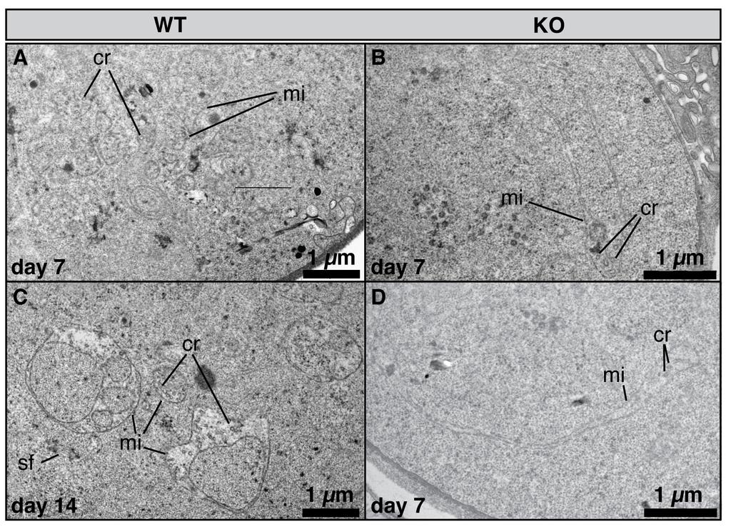 Boysen, Suppl. Figure 6 Supplemental Fig. 6: Mitochondria in both WT and ndh2(-) oocysts are elongated, branched and cristate. Transmission electron microscopy on immature oocysts.