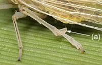 Delphidae hindleg (a) Tibia has a large,