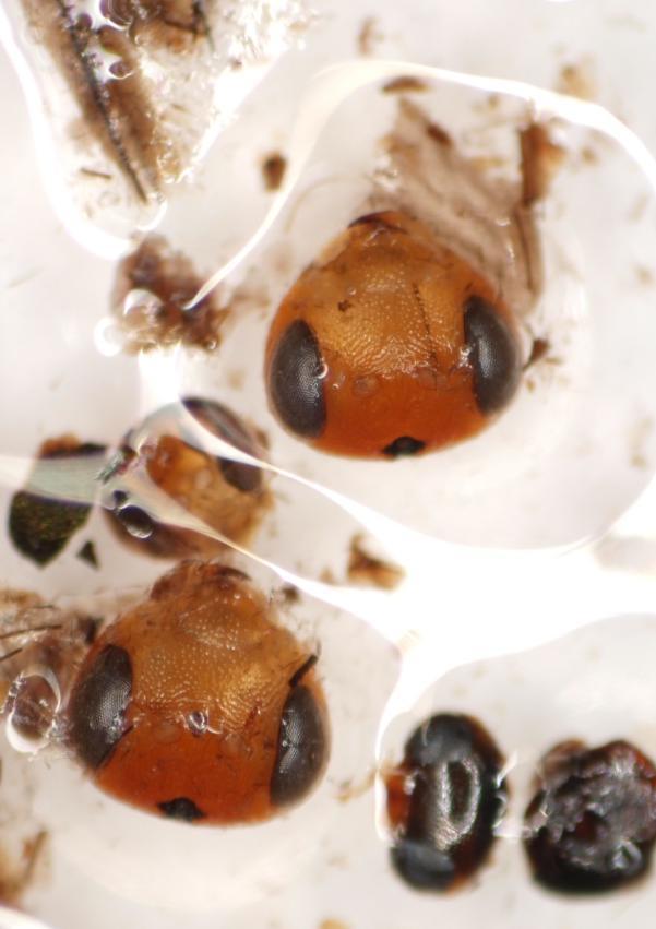 Hymenoptera Ants thorax - The hump