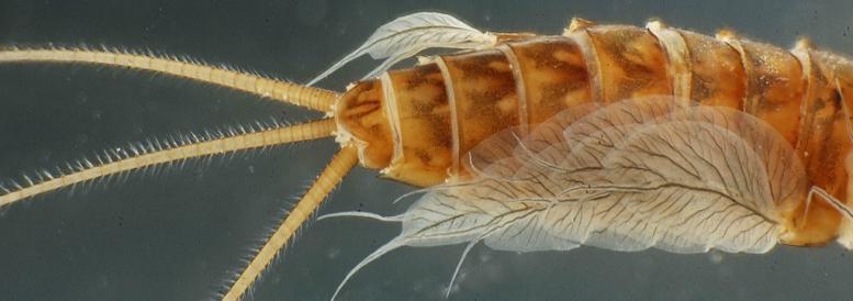 Ephemeroptera Ephemeroptera was found only few times and recognized according to 2