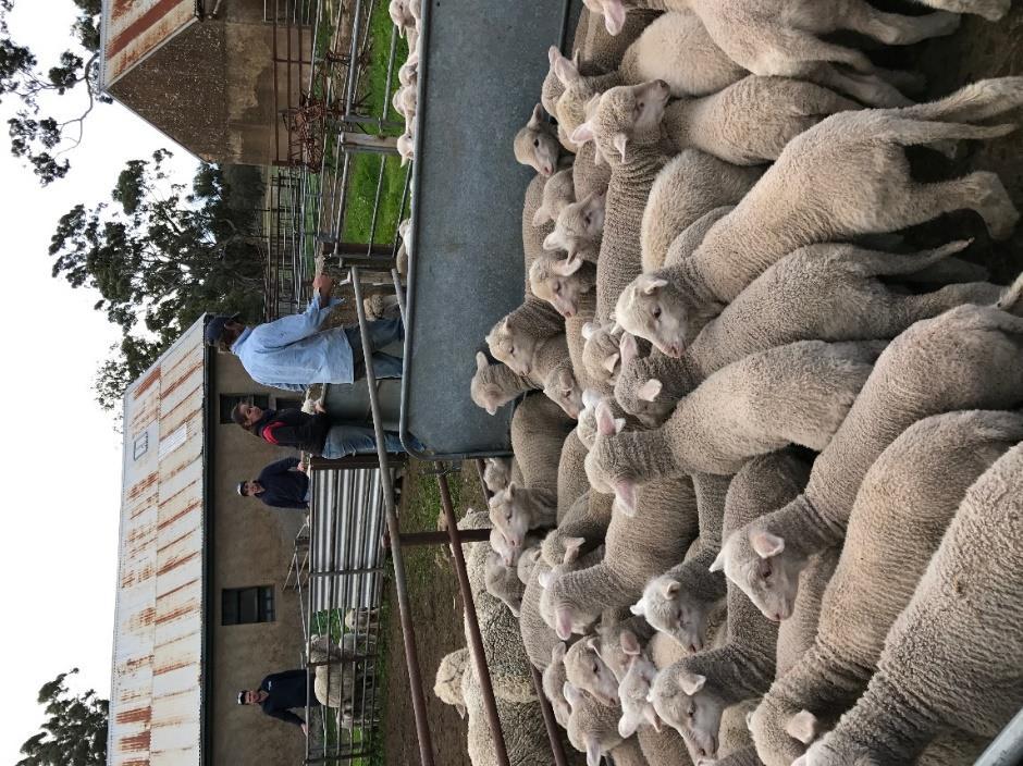Alistair Michael, Jackson Adams, Mary Chirgwin and Toby Rosenzweig drafting lambs ready for lamb marking at Karinya Station, 25 th July 2017 (photo courtesy of Georgie Keynes).