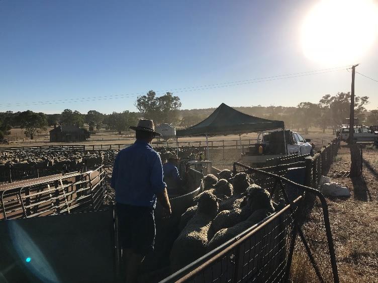 Insertion of CIDR s on 4 th January 2018 (Photo courtesy of Bill Walker) AI day on 18 th January 2018 (Photo courtesy of Bill Walker) Pregnancy scanning at Keyneton Station 9 th March 2018