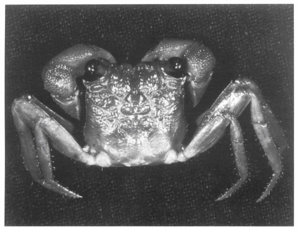 68 Ng. Freshwater crabs from Borneo. Zool. Med.