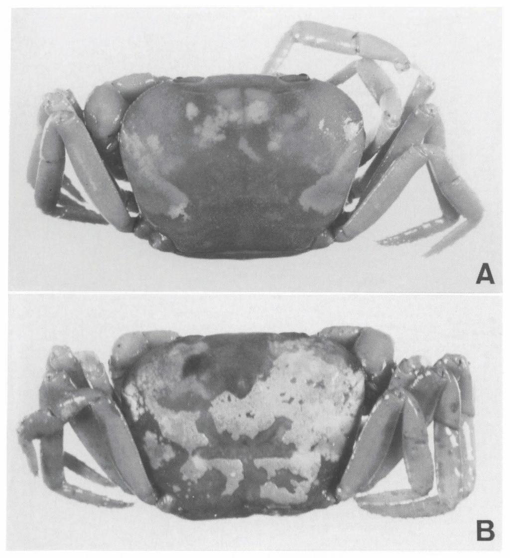 Ng. Freshwater crabs from Borneo. Zool. Med. Leiden 69 (1995) 59 Fig. 1. Ibanum bicristatum (De Man, 1899). A, lectotype 2 (17.6 by 12.3 mm) (RMNH D 1552a); B, paralectotype 2 (17.3 by 12.