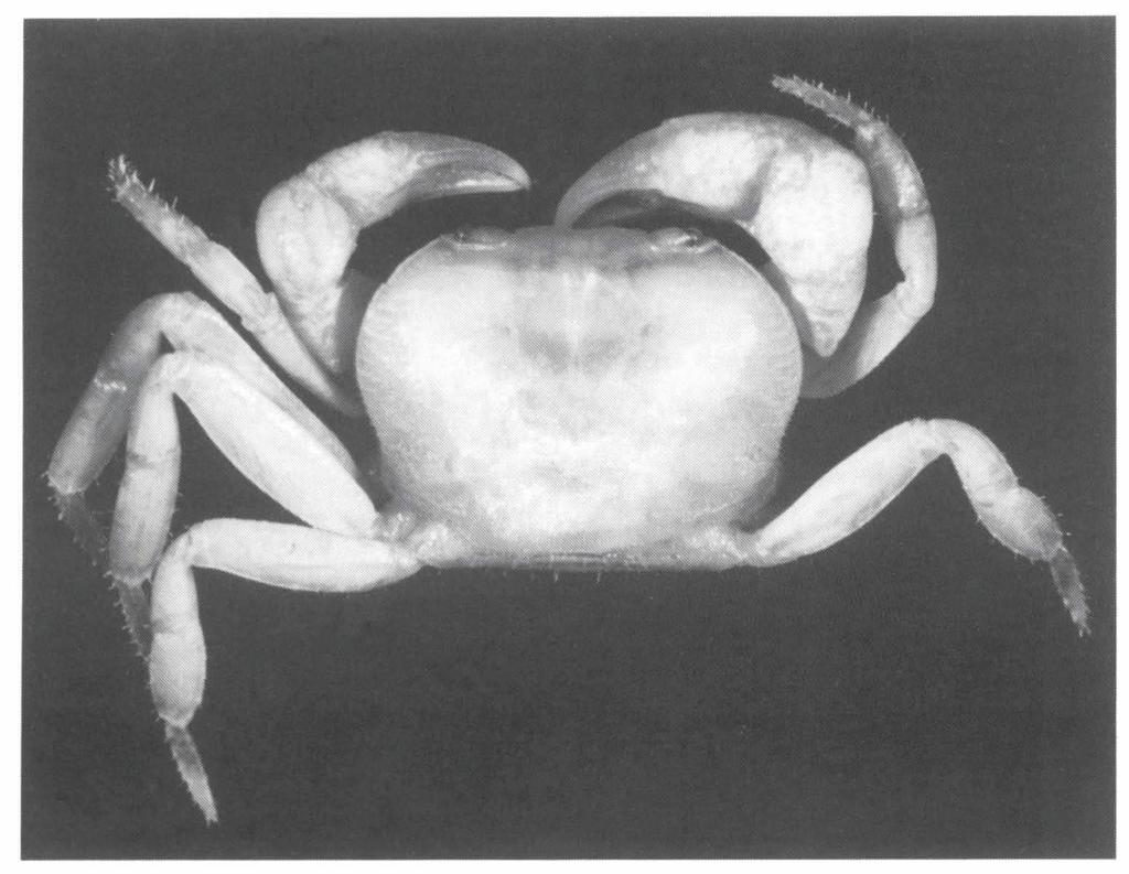 62 Ng. Freshwater crabs from Borneo. Zool. Med. Leiden 69 (1995) Fig. 4. Ibanum aethes spec. nov. Paratype 9 (14.8 by 10.8 mm) (ZRC), Lanjak-Entimau. females), is probably a sexual character.