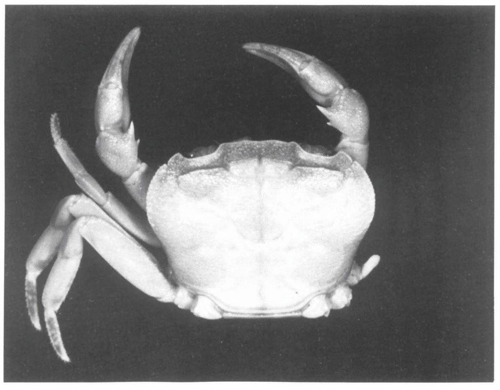 Ng. Freshwater crabs from Borneo. Zool. Med. Leiden 69 (1995) 65 Genus Isolapotamon Bott, 1968 Isolapotamon stuebingi spec. nov. (figs. 7,8A E) Material. Holotype: 6,22.0 by 16.