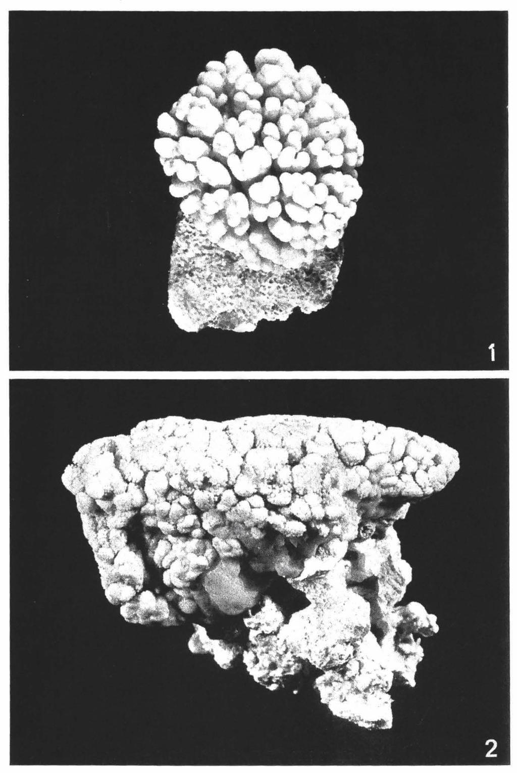 ZOOLOGISCHE VERHANDELINGEN 150 (1977) PL. I Fig. I. Cladiella devaneyi sp. nov.