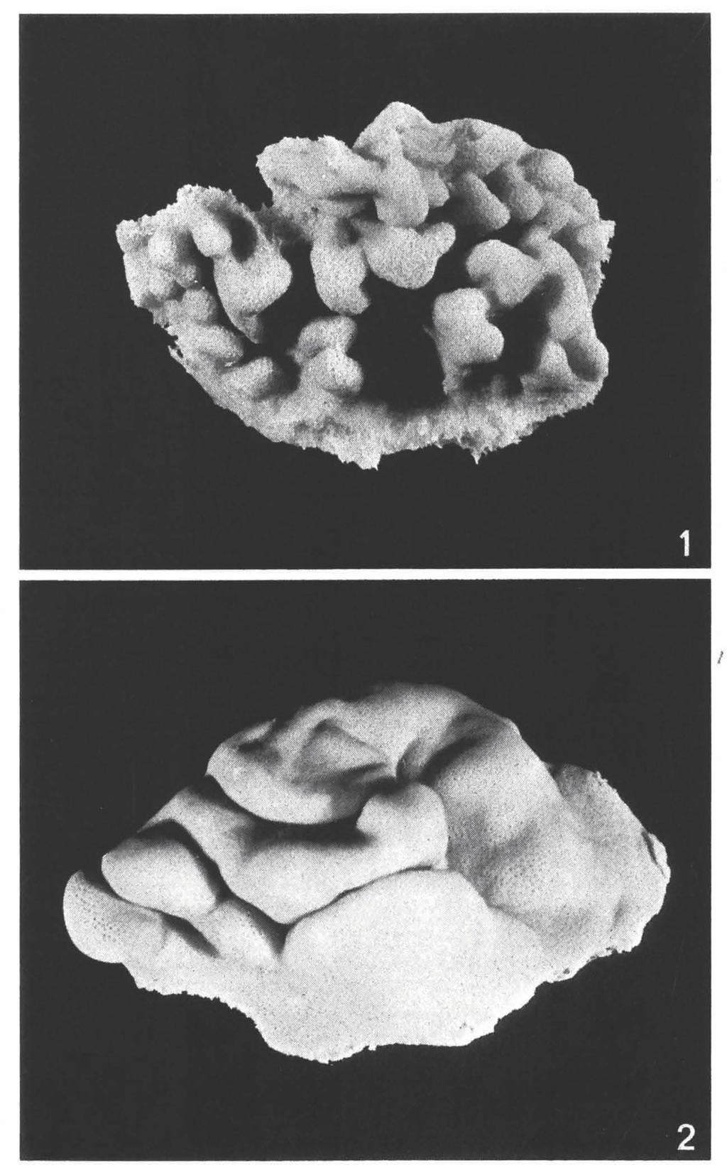 ZOOLOGISCHE VERHANDELINGEN 150 (1977) PL. 4 Fig. I.