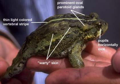 Western Toad (Anaxyrus boreas) Adult characteristics (Ferry Co.). Credit: WNHP et al. 2009; Photo by L. Hallock. Adult (Mason Co.). Photo: J. Schuett-Hames. 21 21 Sub-adult (Mason Co.). Photo: D.