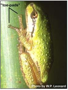 Pacific Treefrog (Hyliola regilla) Adult characteristics (Thurston Co.). Credit: WNHP et al. 2009; Photo by K. McAllister.