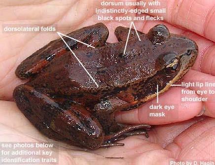 Female second-year frogs can be up to ~60 68 mm, while breeding females may be ~65 79 mm snout-to-vent. Adult males range from ~50 63 mm snout-to-vent.