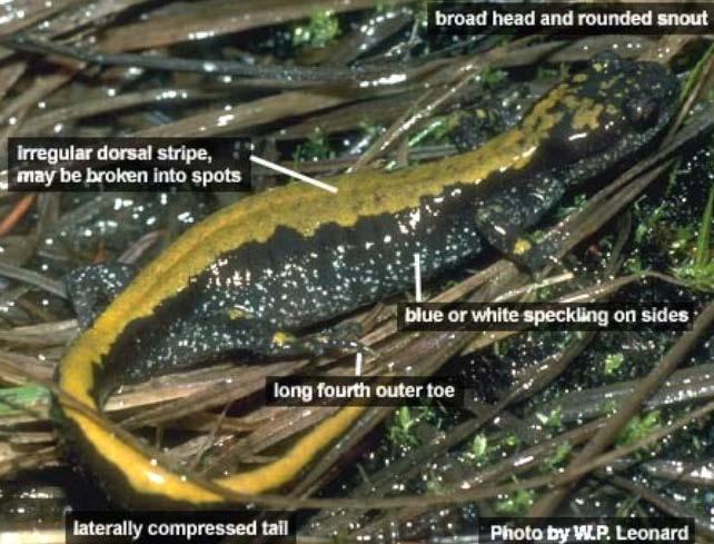 Long-toed Salamander (Ambystoma macrodactylum) Adult characteristics (Pierce Co.). Credit: WNHP et al. 2009; Photo: W.P. Leonard. Key characteristic: long fourth toe on hind feet (Pend Orielle Co.). Credit: WNHP et al. 2009; Photo: L.