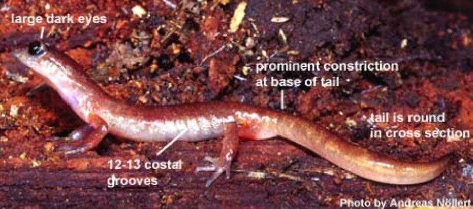 Ensatina (Ensatina eschscholtzii) Adult characteristics. Credit: WNHP et al. 2009; Photo by A. Nŏllert. Yellow orange patches at the tops of arms and legs.