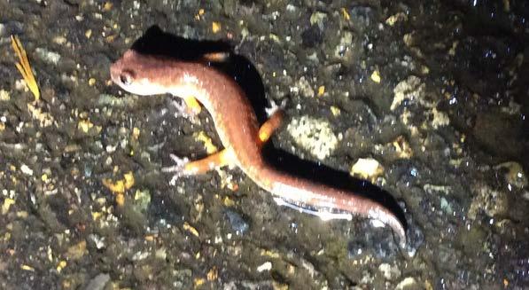 Ensatinas are medium-sized terrestrial salamanders with a short body, long legs, and large dark eyes.