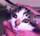 Sore eyes (conjunctivitis) and crusting around the nose in a kitten infected with feline