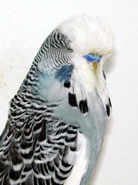 Variegated Budgerigar Club and the Crested Budgerigar Club as well as being President and founder member of my local society; Clwyd Budgerigar Society. Q-5.