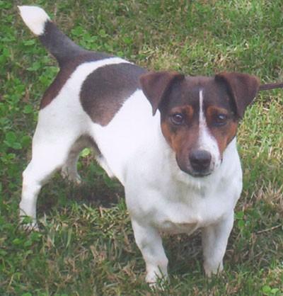 Its weatherproof coat may be smooth, broken or rough and is predominantly white with tan and/or black markings. The Russell Terrier originated in England, but developed in Australia.