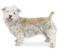 Acceptable colors for the breed are various shades of wheaten, blue and brindle.