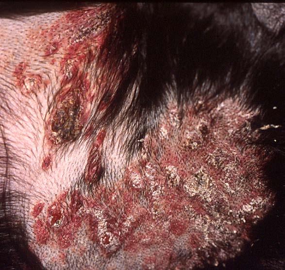 Raised firm papules Red-pink color
