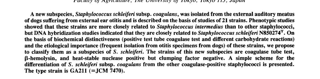 Then came Staphylococcus schleiferi.