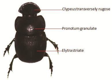 narrowly produced and snout like, a little excised in the middle; pronotum broadly lobed or narrowly excised in the middle; elytra with membranous border at lateral margin;legs stout or slender,