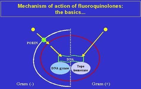 Fluoroquinolones Bacteriocidal antibiotics Inhibit DNA gyrase or topoisomerase IV enzymes thereby preventing DNA transcription