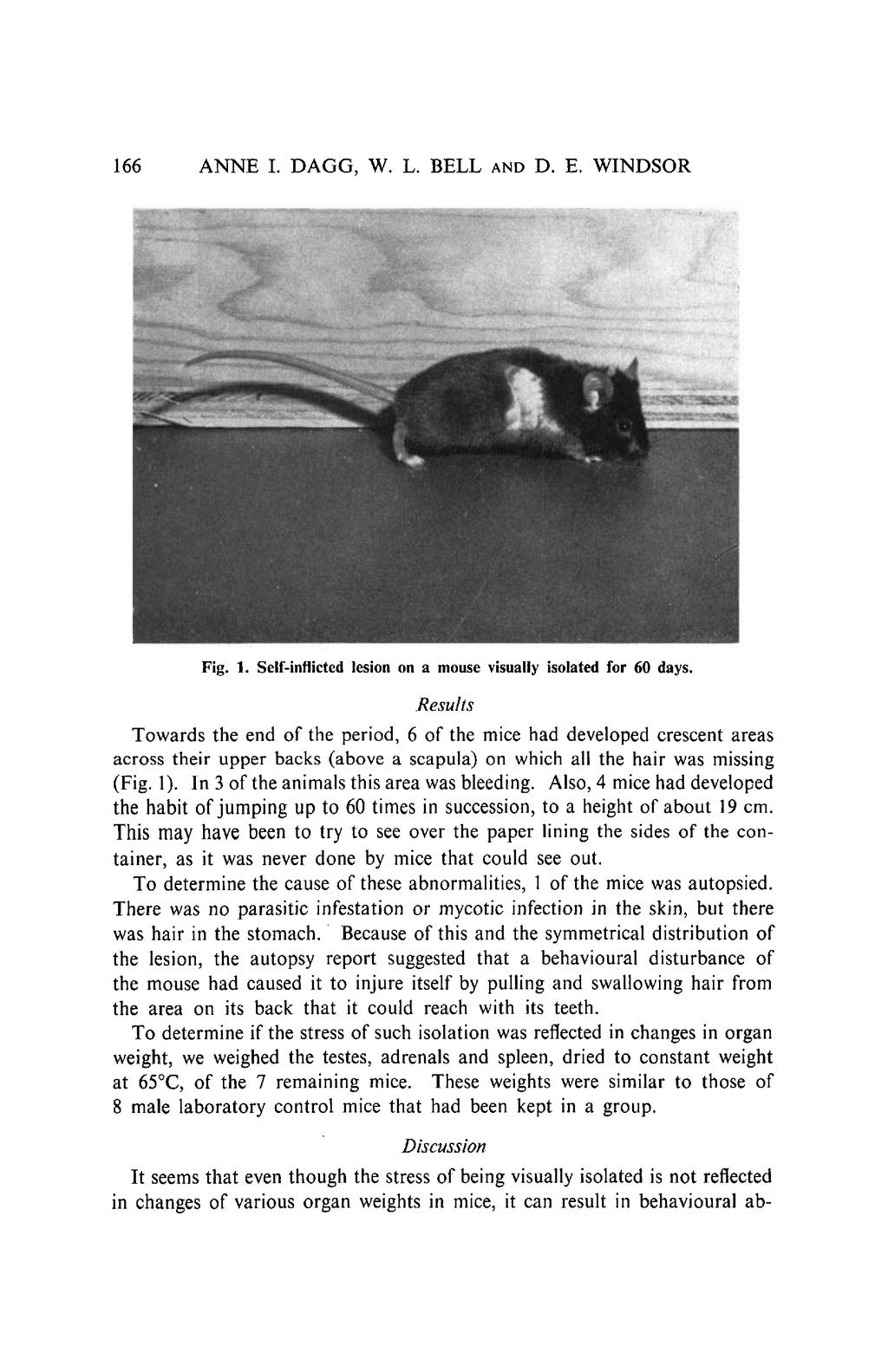 166 ANNE 1. DAGG, W. L. BELL AND D. E. WINDSOR Fig. 1. Self-inflicted lesion on a mouse visually isolated for 60 days.