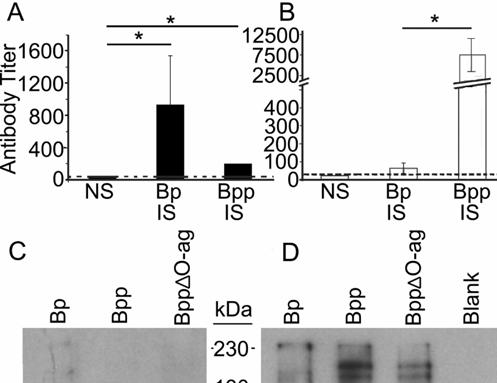 Figure 7.6: Recognition of B. pertussis and B. parapertussis by antibodies from convalescent phase serum. C57BL/6 mice were inoculated with 5 x 10 5 CFU of B. pertussis (Bp) or B.