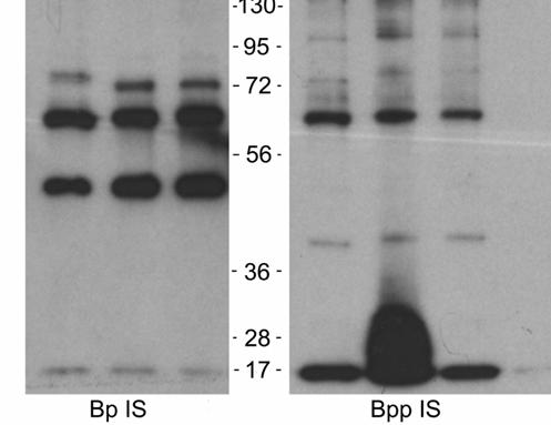 ELISA was performed on serum from naïve (NS), Bp-infected (Bp IS), and Bppinfected (Bpp IS) mice to quantify titers of antibodies specific for Bp (A) or Bpp (B).
