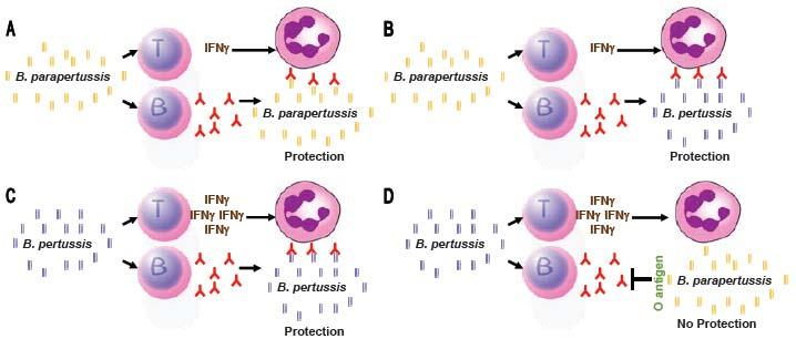 Figure 8.3: Cross reactivity of immune responses to B. parapertussis and B. pertussis. B. parapertussis infection induces T cell and antibody responses. Upon subsequent challenge by B.