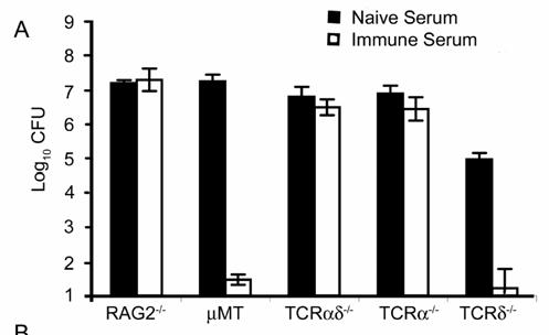infection, C57BL/6 and TCRαδ -/- mice were inoculated with B. pertussis and given an I.P. injection of 200 μl of naïve serum or immune serum.