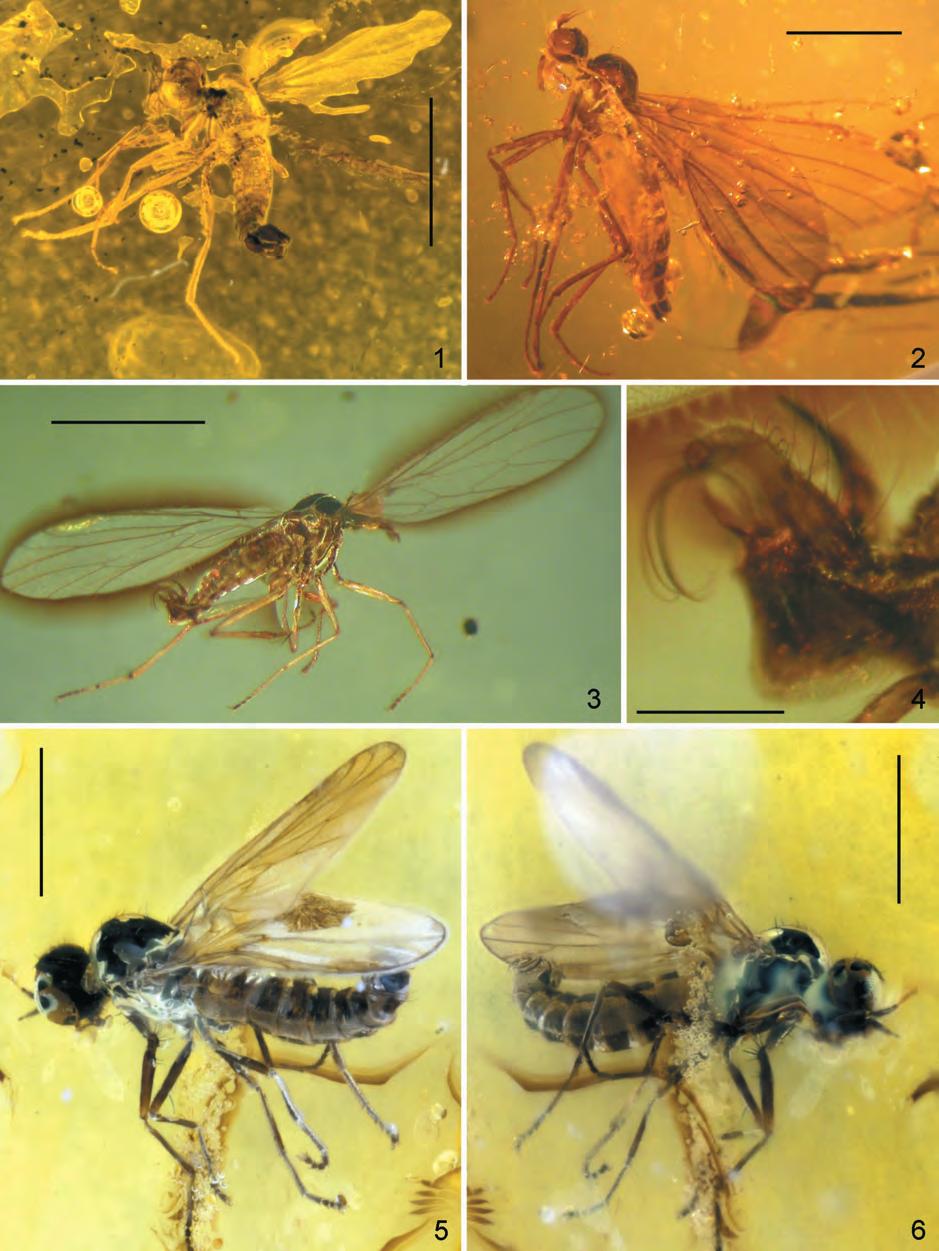 94 Bradley J. Sinclair & Christel Hoffeins Figs 1 6. Habitus and male terminalia photographs of Baltic amber species of Ragas. 1. R. electrica, male. 2. R. succinea, female. 3.