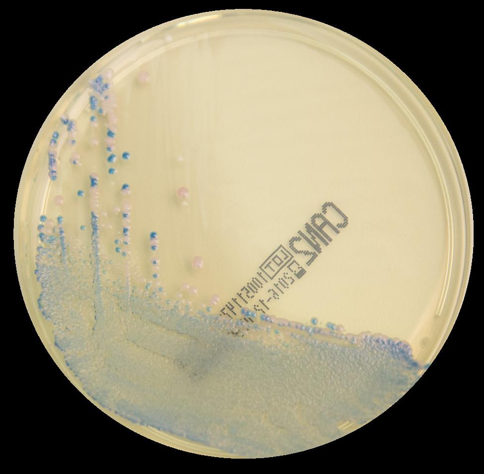 Inended Use Chromogenic medium for he selecive isolaion of yeass and he direc idenificaion of Candida albicans CHROMID CANDIDA Candida ropicalis ATCC 9968, Candida lusianiae and Candida