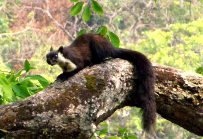 6 P a g e S q u i r r e l s o f t h e N e p a l Ratufa bicolor (Sparrman, 1778) Common name: Black Giant squirrel Nepali name: /fhnf]vs]{(baral and Shah 2008) Sciurus bicolor Sparrman, 1778: 70.