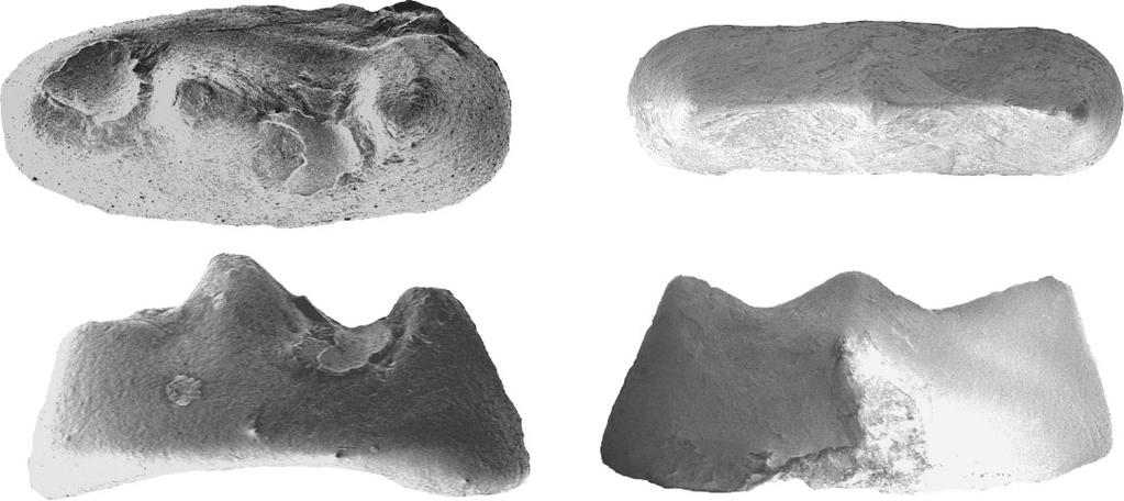 nomenclature of Trilophosaurus teeth (Text-fig. 7). Trilophosaurus teeth are transversely broadened, with a central cusp flanked by two marginal cusps, the labial and lingual cusps (Text-fig. 7). In T.