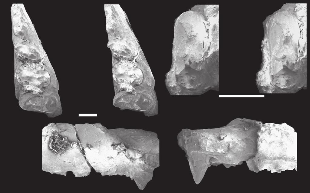 A B C D TEXT-FIG. 4. Scanning electron micrographs of the holotype of Trilophosaurus jacobsi, Murry (MNA V3192). A, C D holotype left maxilla(?) in A, stereo occlusal, C, labial, and D, lingual views.