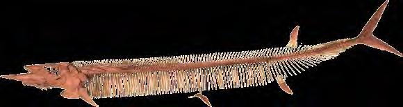 Saurodon leanus Length: 246 cm (8 1 ) Cimolichthys nepaholica