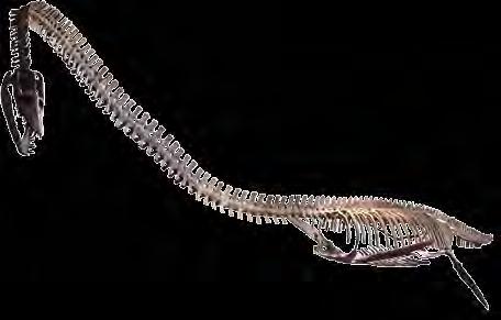With eyes facing more upward than forward, Elasmosaurus seems best adapted to scanning for