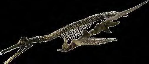 adult- 457 cm (15 ) juvenile- 81 cm (2 8 ) Fast and agile, this short-necked plesiosaur was wider